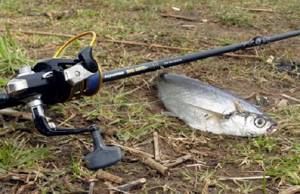 Feeder equipment for sabrefish