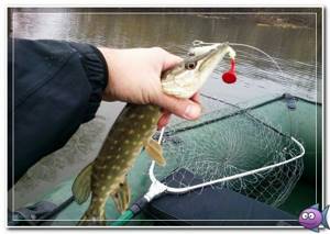 fluorocarbon for pike