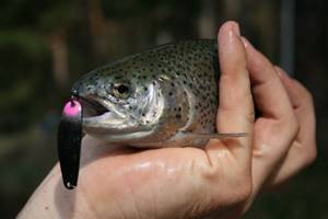 trout on micro-switches