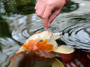 Photo 3 - fishing tricks that every amateur should know