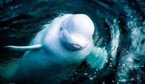 Photo: Beluga mammal