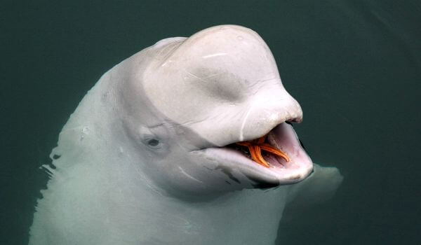 Photo: Beluga animal