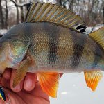 Photo of a large perch