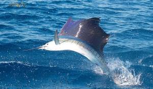 Photo: Fast sailfish