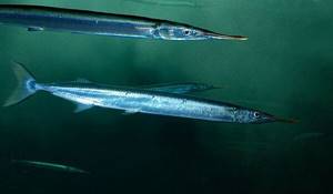 Photo: Black Sea garfish