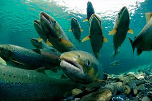 Photos of Far Eastern salmon