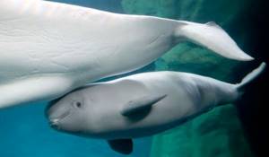 Photo: Beluga calf