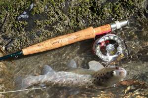 Taking a photo of a trout next to your rod handle is the best way to capture the size of your trophy.