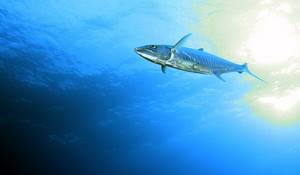 Photo: Blue mackerel