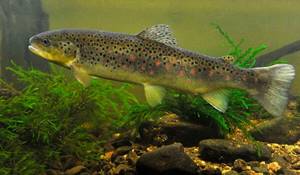 Photo: What does brown trout look like?