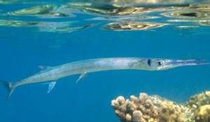 Photo: What a garfish looks like
