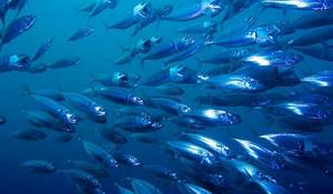 Photo: What mackerel looks like