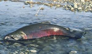 Photo: Coho salmon in Russia