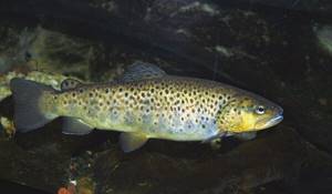 Photo: Brown trout in Karelia
