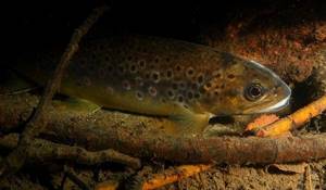 Photo: Brown trout in the water