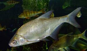 Photo: Bream in the water