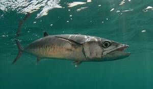Photo: Sea mackerel
