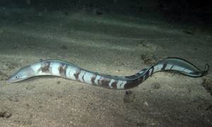 Photo of conger eel
