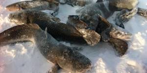 Photo of burbot in the snow