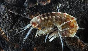 Photo: Crayfish amphipod