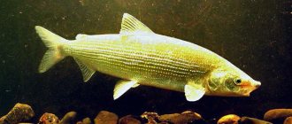 Photo: Whitefish river fish