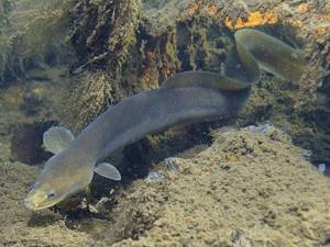 Photo of river eel