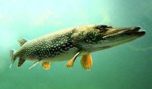 Photo: Pike fish