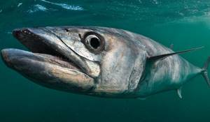 Photo: Mackerel fish