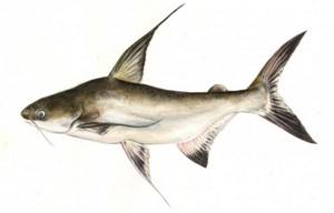 photo of pangasius fish