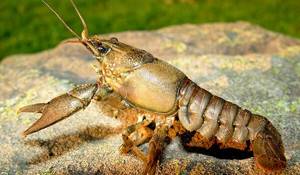 Photo: Broad-toed crayfish in nature