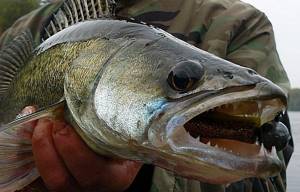 Photo of pike perch on a jig head