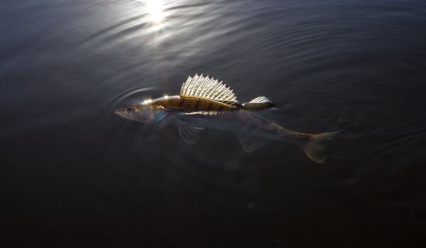 Photo: Pike perch in the lake