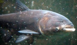 Photo: Silver carp in a pond