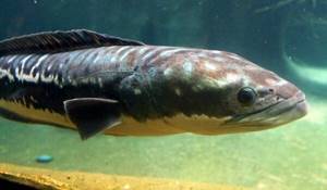 Photo: Snakehead in Russia