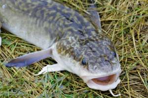 Where was the largest burbot caught? Fishing tales, reliable facts, the benefits of meat, where to catch large burbot 
