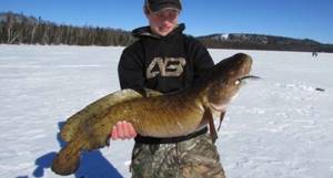 Where was the largest burbot caught? Fishing tales, reliable facts, the benefits of meat, where to catch large burbot 