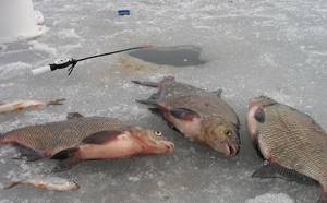 Where and when to catch bream on the current in winter?