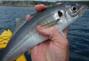 Where and when to catch horse mackerel