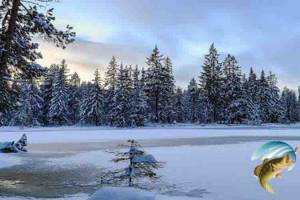 Where to look for perch on the lake in winter