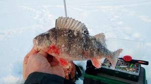 Where to look for perch in winter