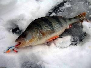 Where to look for perch in winter