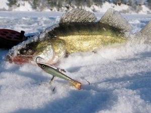 Where to catch pike perch on a balance beam in winter