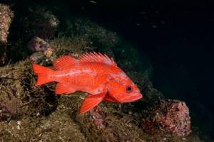 Where do red snapper live?