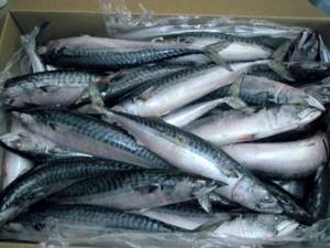 where does mackerel live in Russia