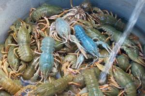 where are crayfish found in the Moscow region?