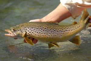 where are brown trout found?