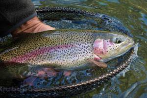 Where are rainbow trout found in Russia?
