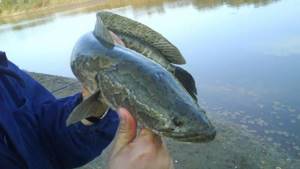 Where are snakeheads found in Russia?