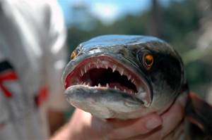 Where are snakeheads found in Russia?