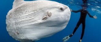 Giant sunfish